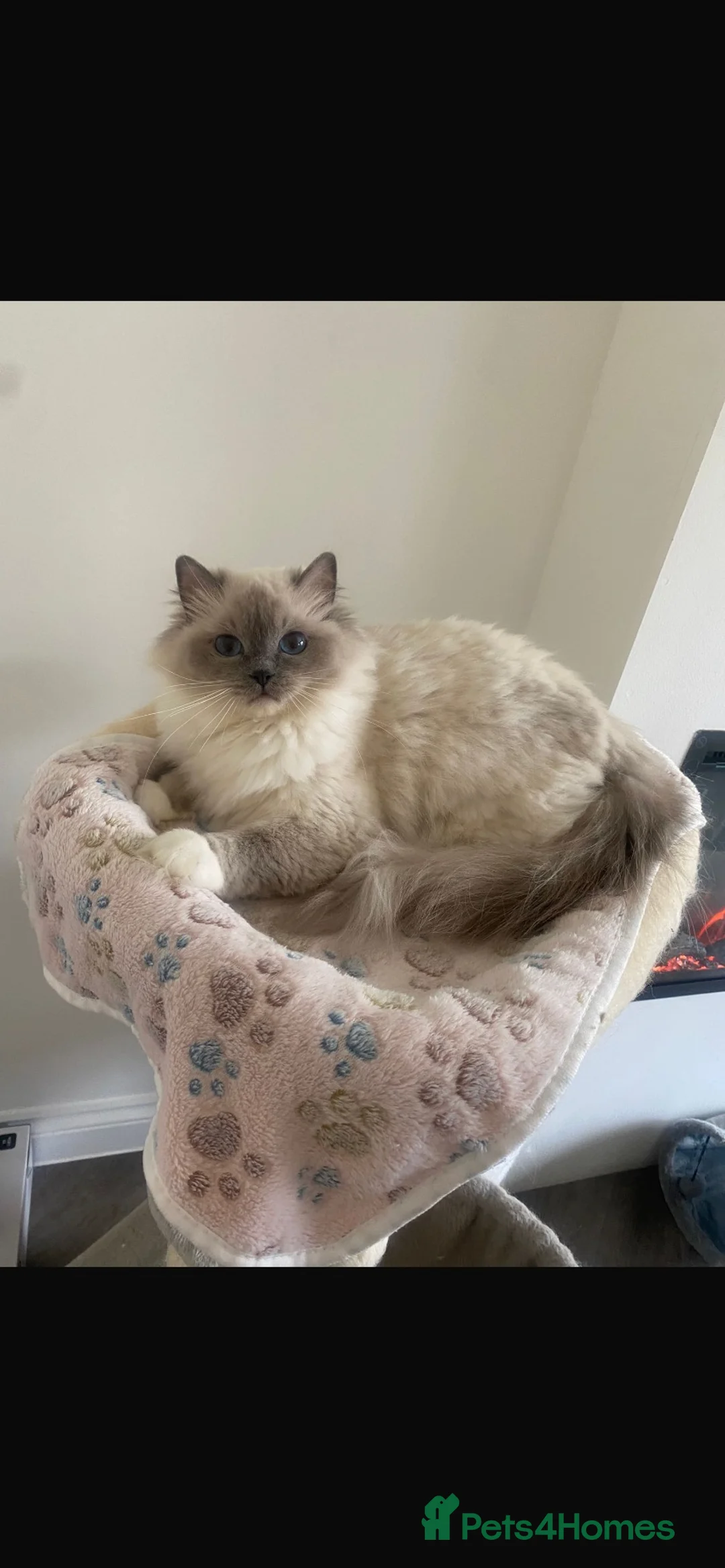 Ragdoll cats for sale: Rag doll  in Cwmbran - Advert 3