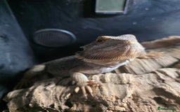 Bearded Dragon reptiles for sale: A very friendly and loving bearded dragon with viv - Image 2