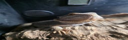 Bearded Dragon reptiles for sale: A very friendly and loving bearded dragon with viv - Advert 2