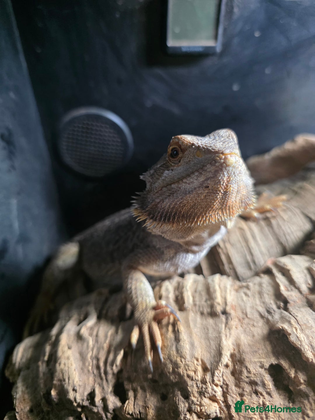 Bearded Dragon reptiles for sale: A very friendly and loving bearded dragon with viv - Image 2