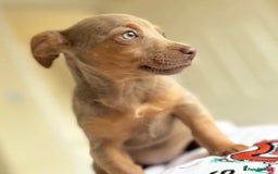 Jack Russell dogs for sale: Jack Russell’s lilac and Tan.  - Image 1