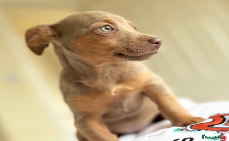 Jack Russell dogs - Advert 4