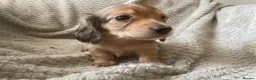 Miniature Dachshund dogs for sale: Qualiyy Miniature Long Haired Dachshunds in Bridgend - Advert 12