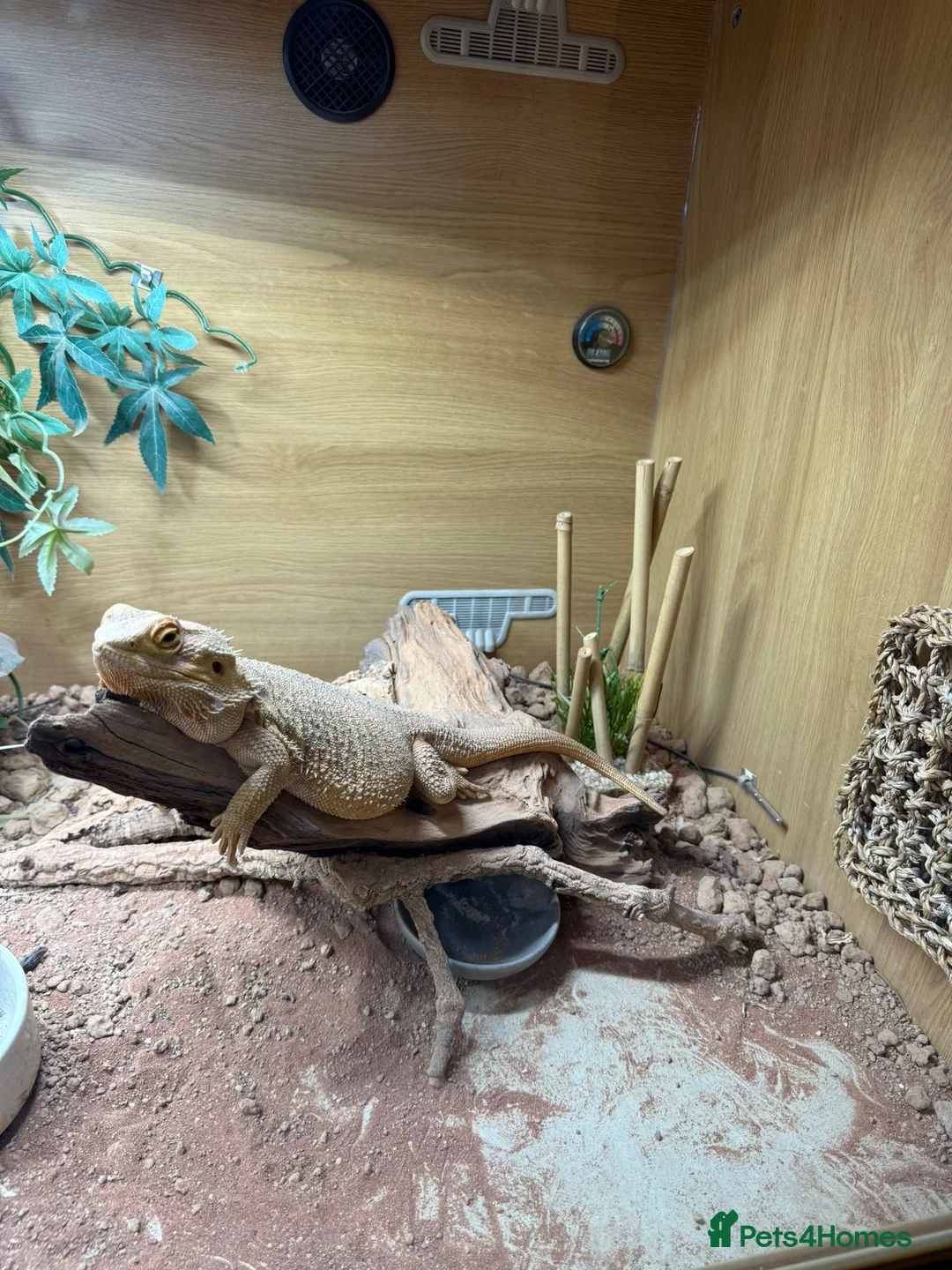 Bearded Dragon reptiles for sale: Female Bearded Dragon + Full Setup - Advert 4