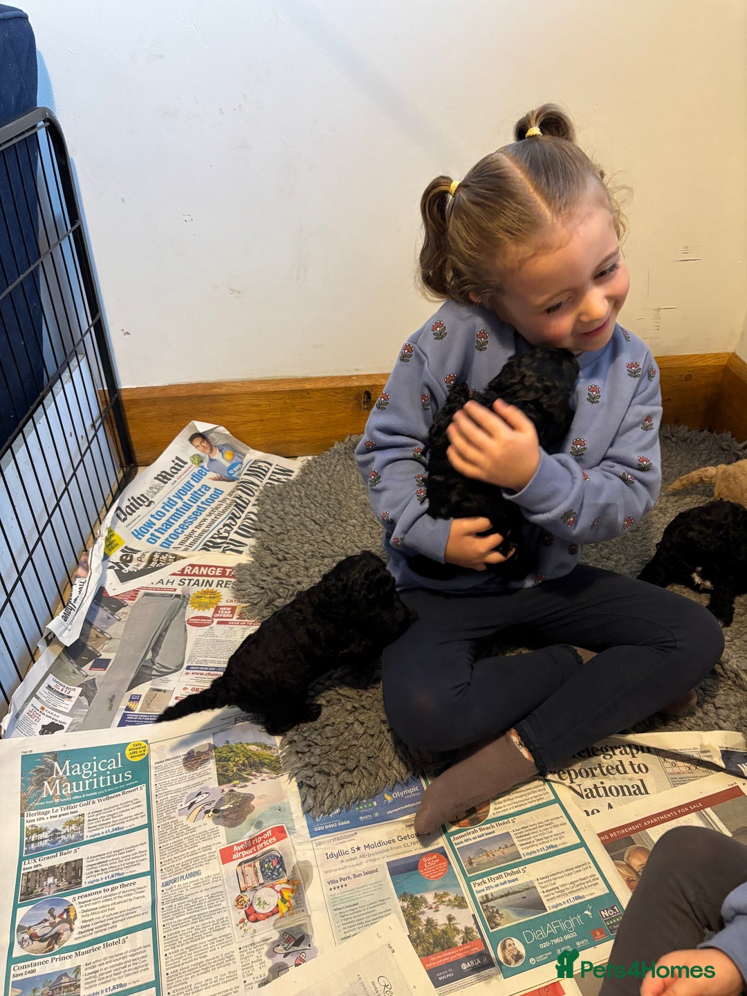 Sproodle dogs for sale: Gorgeous Sproodle F1b puppies - Advert 9