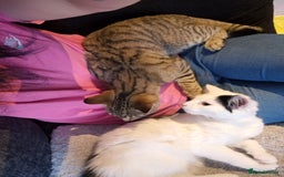 Mixed Breed cats for sale: Tabby x bengal kitten - Image 5