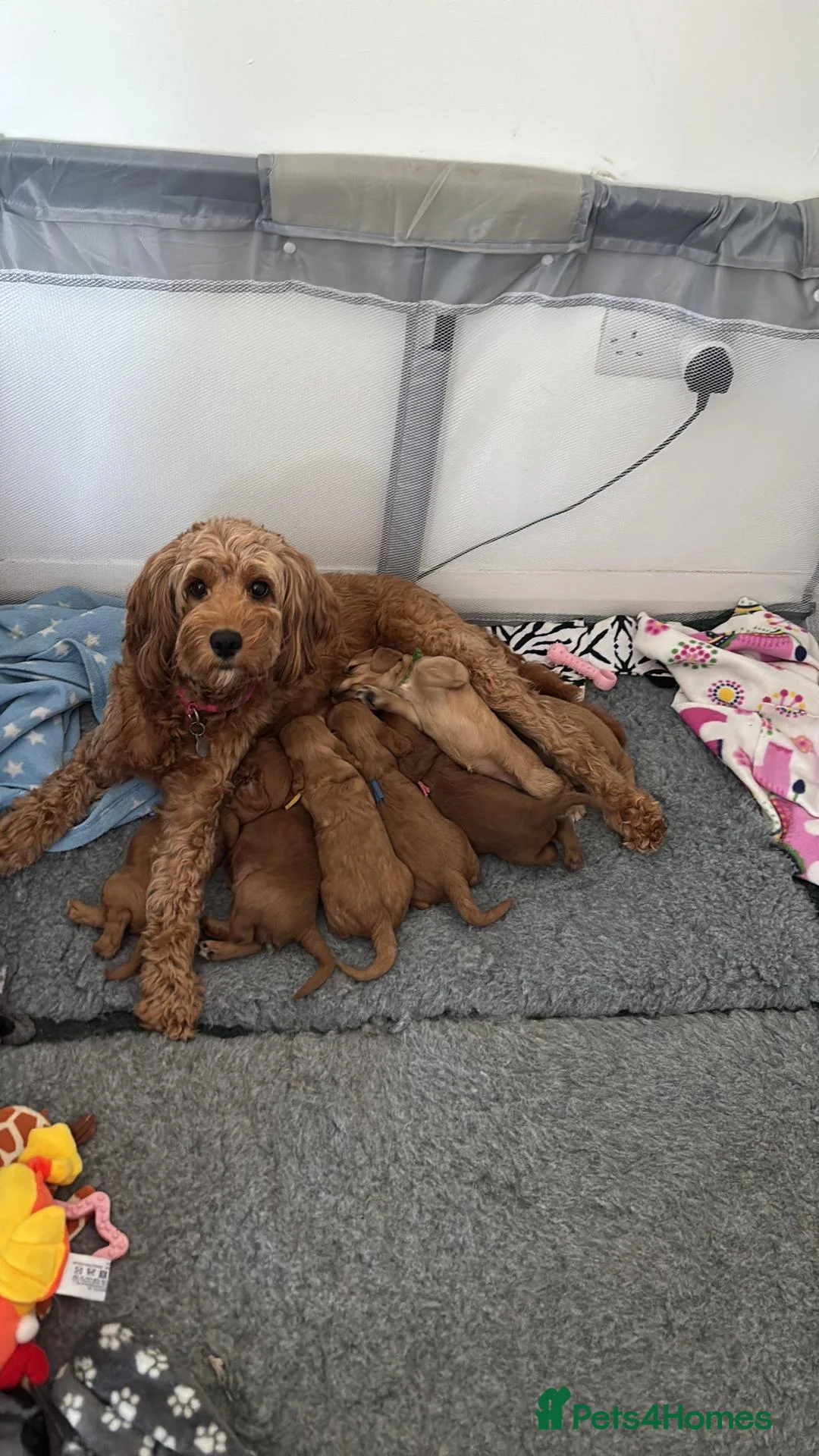 Cockapoo dogs for sale:   Exceptional cockapoo puppies 💙🩷 in Edinburgh - Advert 14