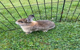 Netherland Dwarf rabbits for sale: Pure Netherland dwarf babies  - Image 7
