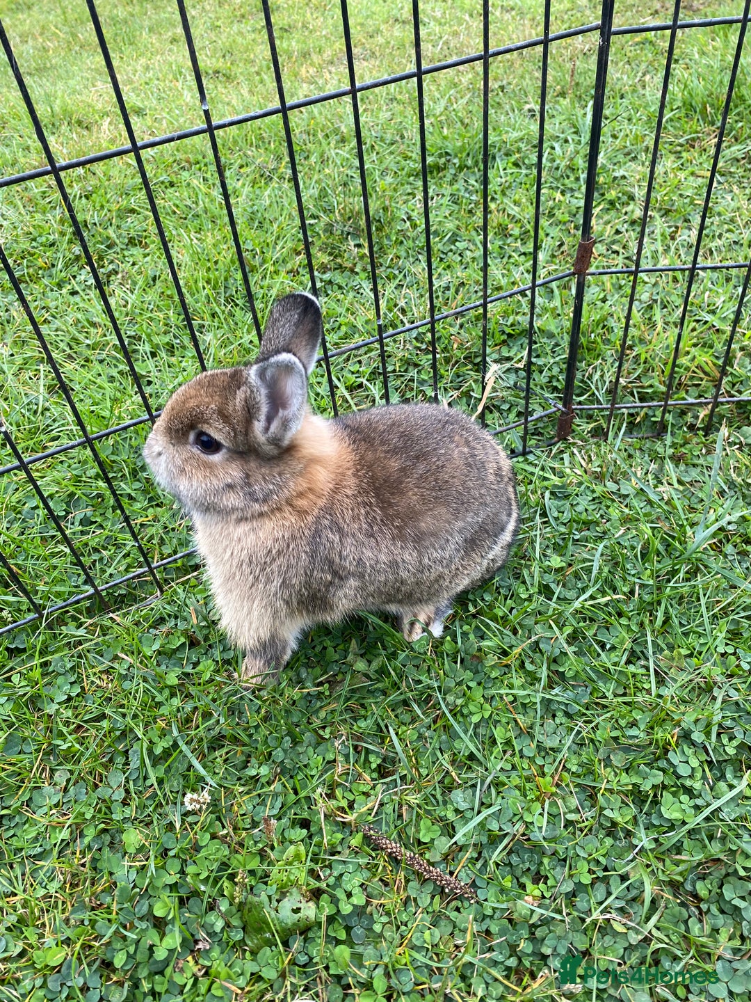 Netherland Dwarf rabbits for sale: Pure Netherland dwarf babies  - Image 7