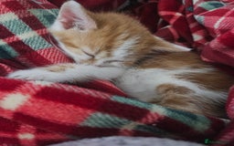 Mixed Breed birds for sale: Adorable kittens looking for forever home  - Image 4