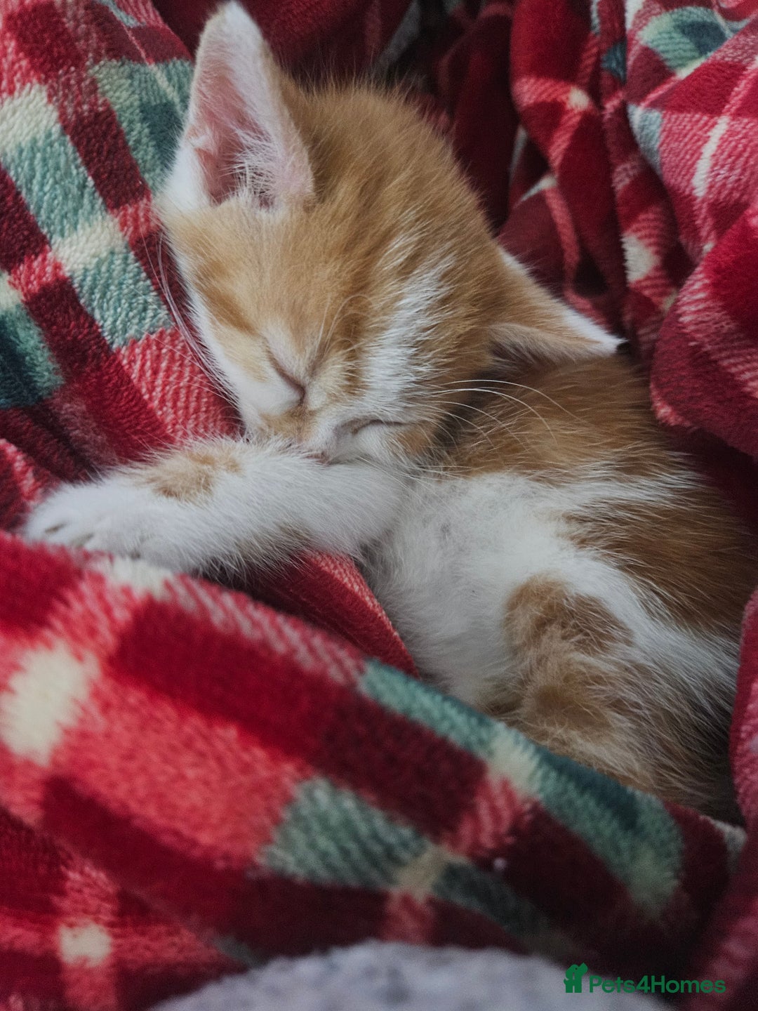 Mixed Breed birds for sale: Adorable kittens looking for forever home  - Image 4