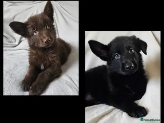 German Shepherd dogs ✴️2 purebred KC registered straight back GSP's✴️ - Advert 15