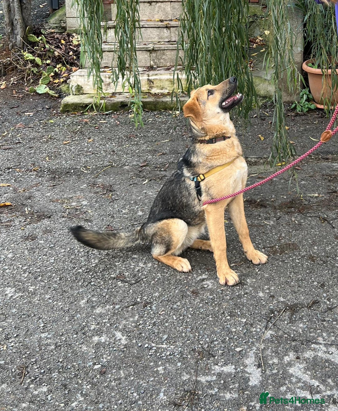 Anatolian Shepherd dogs for adoption: 6.5-Month-Old Anatolian Shepherd Mix Ready For You - Advert 3