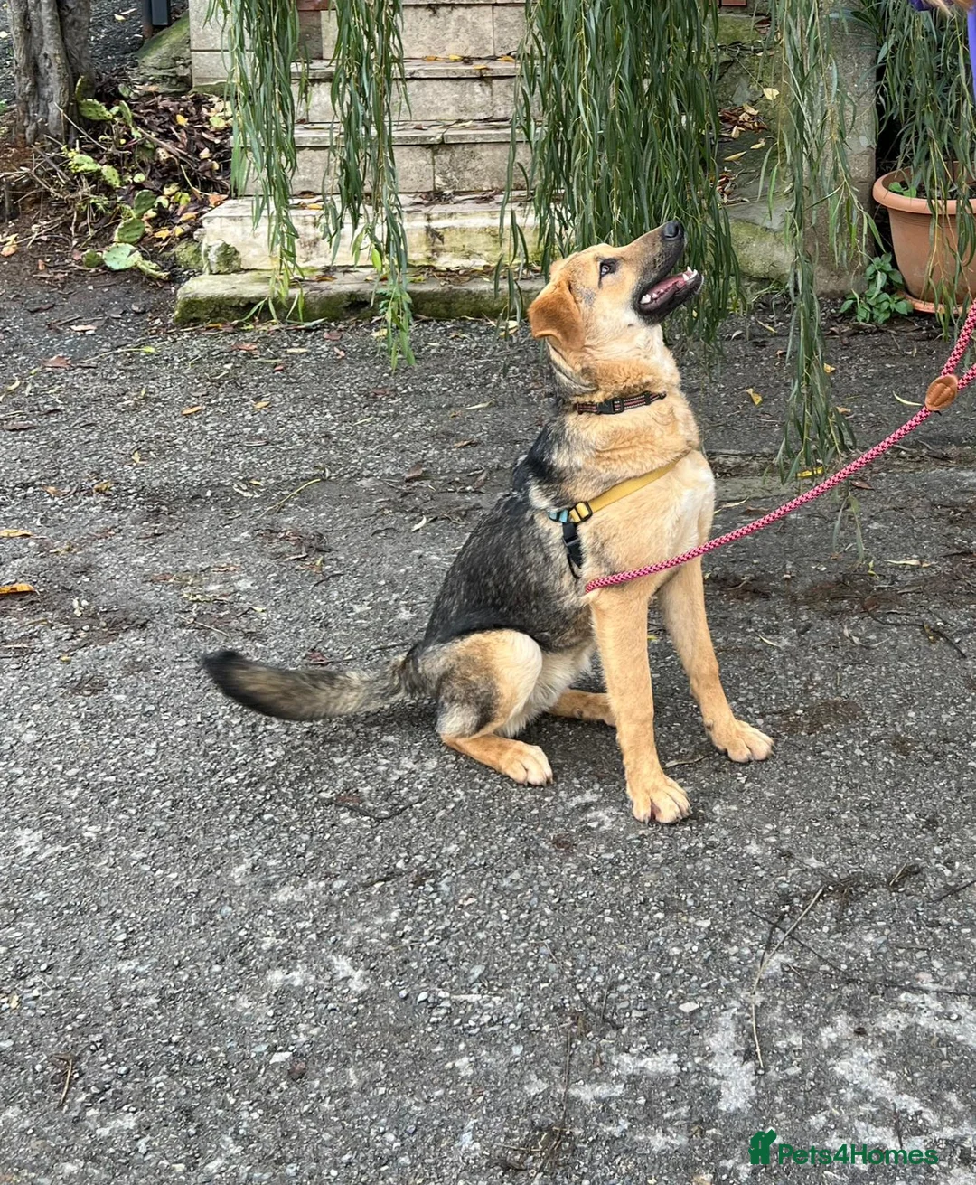 Anatolian Shepherd dogs for adoption: 6.5-Month-Old Anatolian Shepherd Mix Ready For You - Advert 9