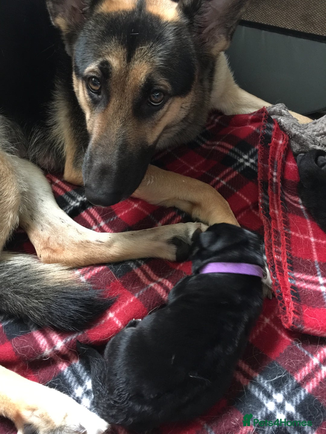 German Shepherd dogs for sale: German Shepherd puppies for sale - Image 11