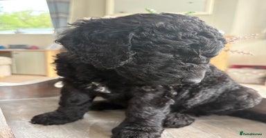 Australian Labradoodle dogs - Advert 3