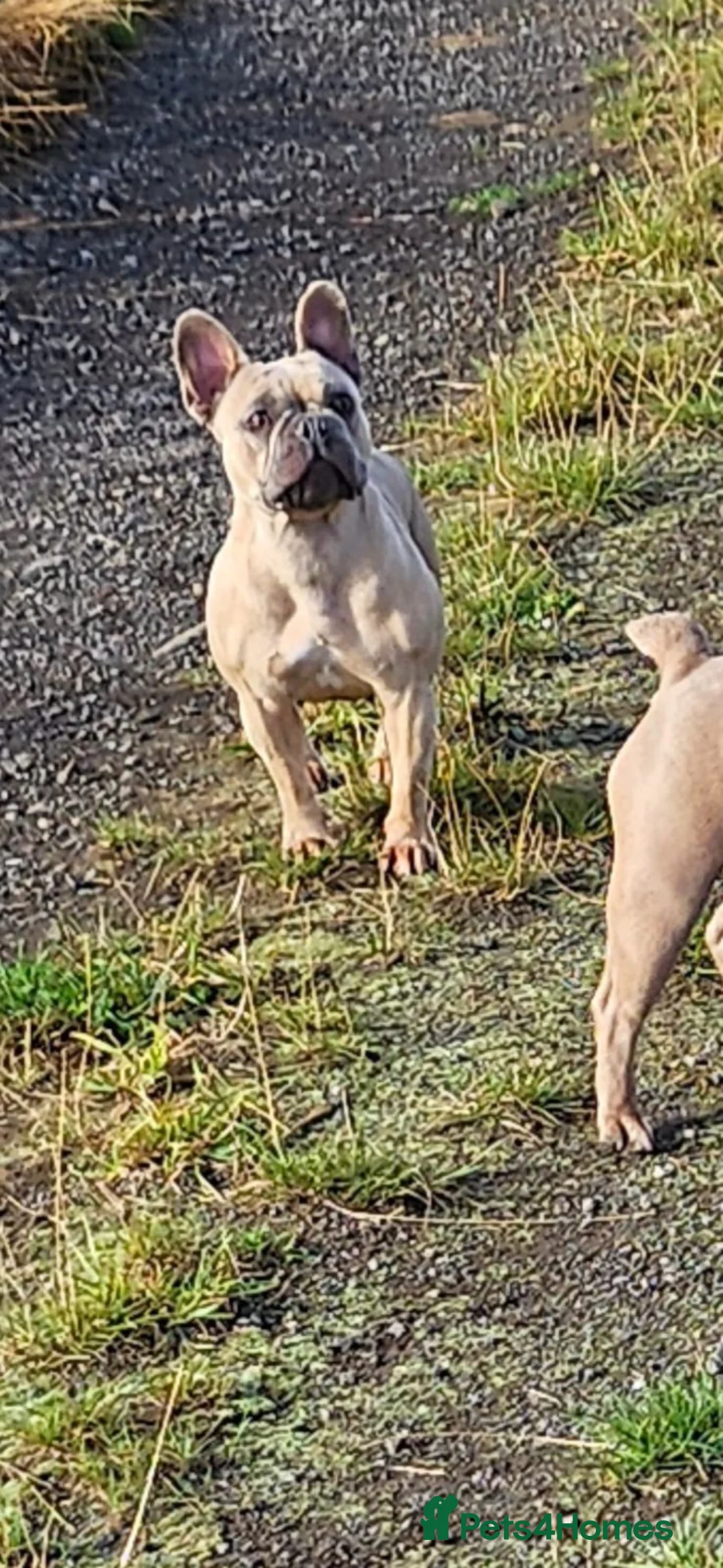 French Bulldog dogs for sale: Beautiful French bulldog - Advert 2