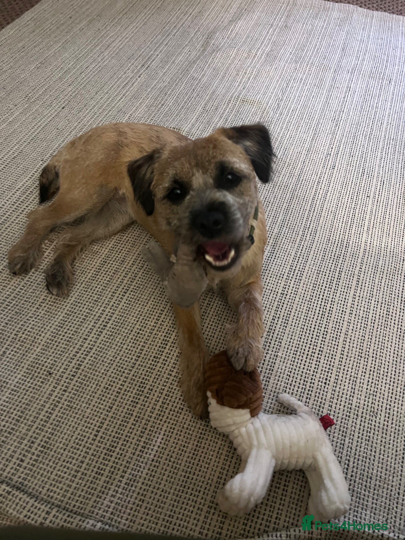 Border Terrier dogs KC registered young female Border Terrier - Advert 3