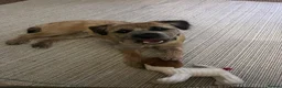 Border Terrier dogs for sale: KC registered young female Border Terrier - Advert 1