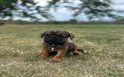 Border Terrier dogs for sale: Fabulous Chucky Boys - Image 8
