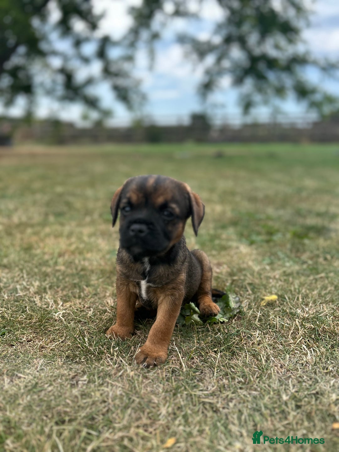 Border Terrier dogs for sale: Fabulous Chucky Boys - Image 8