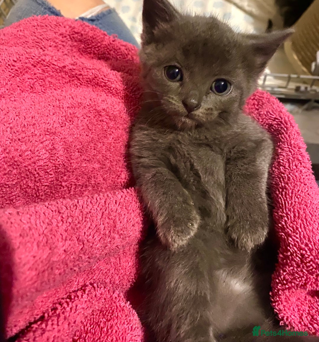 Mixed Breed cats for sale: Beautifull playfull  kittens  - Image 7