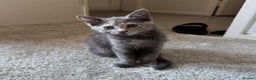 Mixed Breed cats for sale: 2 beautiful girl kittens - Advert 1