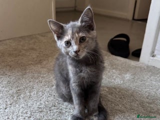 Mixed Breed cats 2 beautiful girl kittens - Advert 1