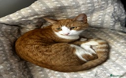 Mixed Breed cats for sale: Ginger and white good boy - Image 2