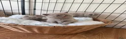 British Shorthair cats for sale: Beautiful British shorthair kittens  READY NOW 🐾 - Advert 4