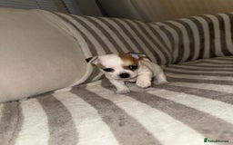 Chihuahua dogs for sale: Female Chihuahua Puppy💕 - Advert 8