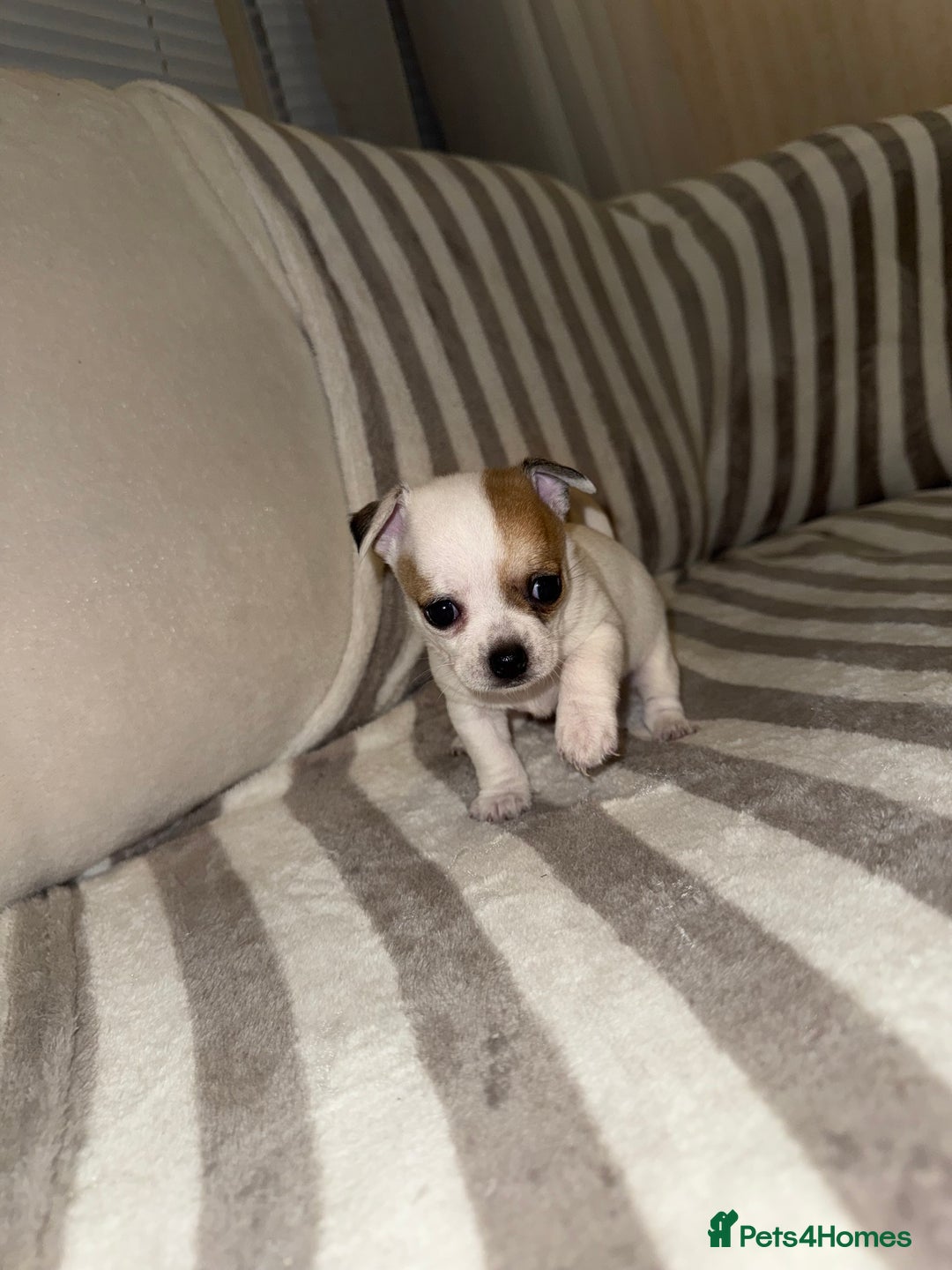Chihuahua dogs for sale: Female Chihuahua Puppy💕 - Advert 8