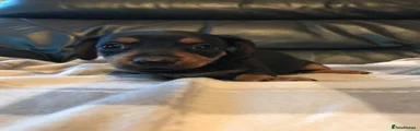 Miniature Dachshund 4