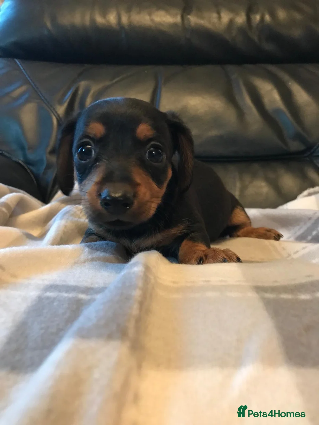 Miniature Dachshund dogs for sale: True miniature dachshunds - Advert 15