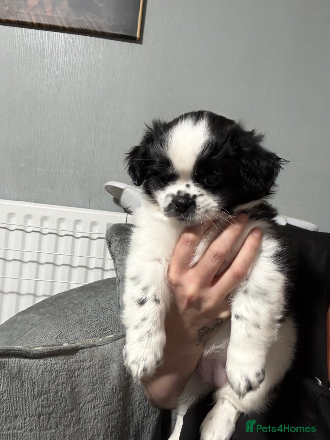 Mixed Breed dogs for sale: 6 beautiful Shih Tzu/Pomerianian puppies !  - Advert 35