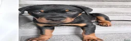 Rottweiler dogs for sale: Male Rottweiler READY TO GO  - Advert 2