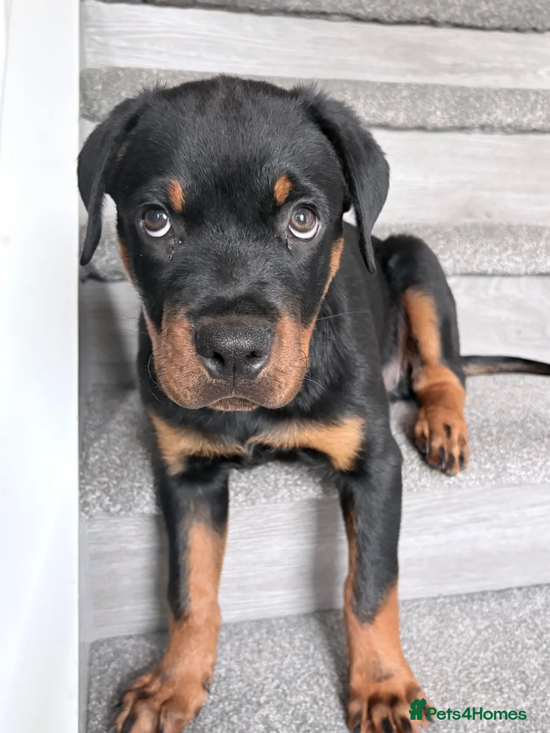 Rottweiler dogs for sale: Male Rottweiler READY TO GO  - Advert 2
