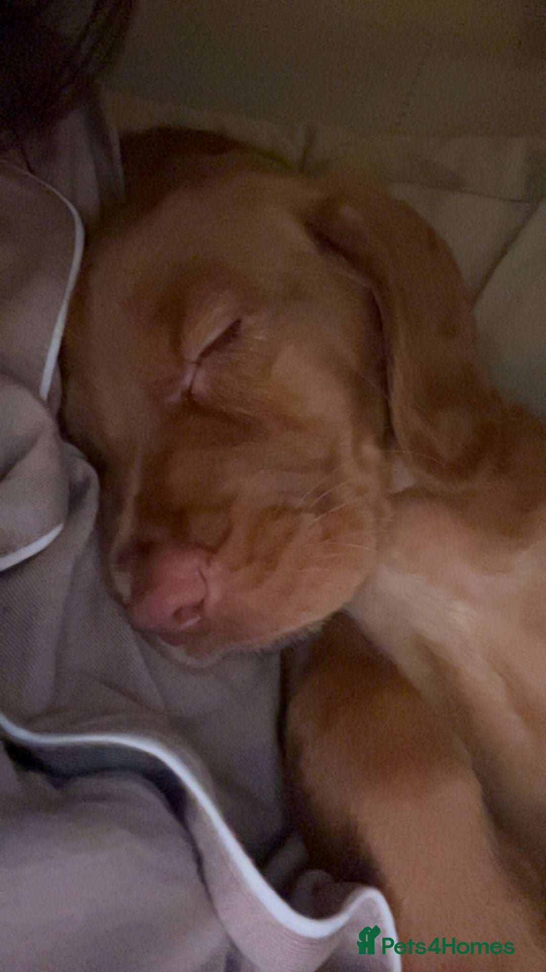 Cockerdor dogs for sale: 10 week old cockerdor  - Advert 4