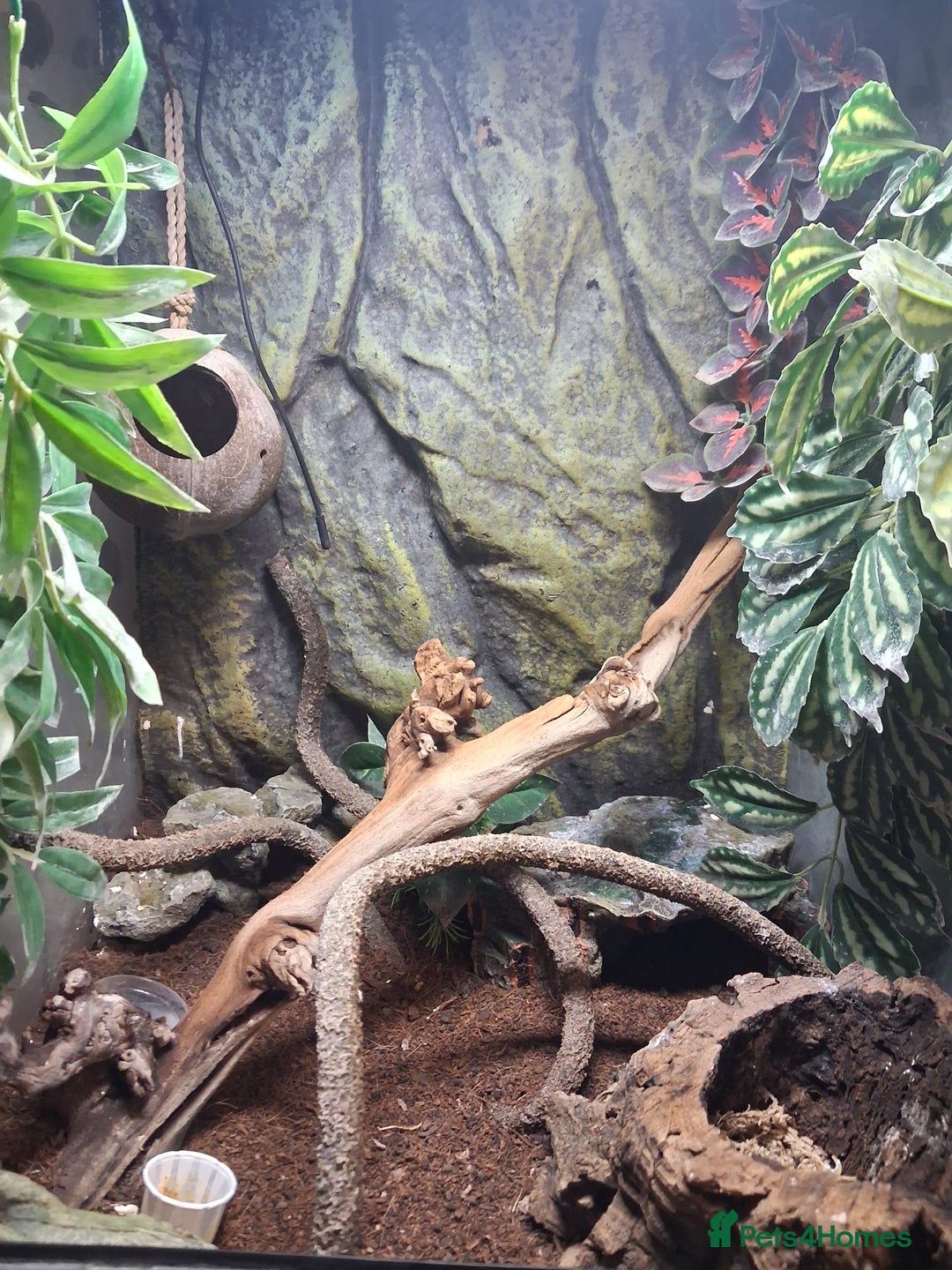 Gecko reptiles for sale: Male gargoyle gecko - Advert 6