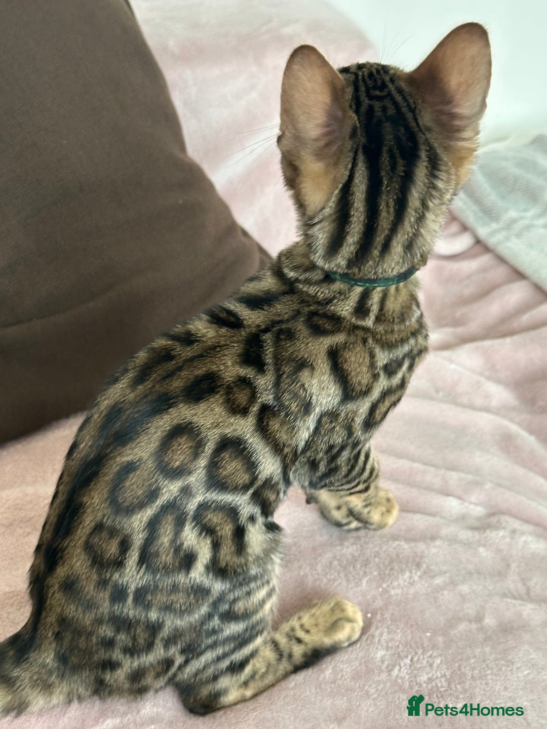 Bengal cats for sale: Brown bengal kitten  - Advert 3