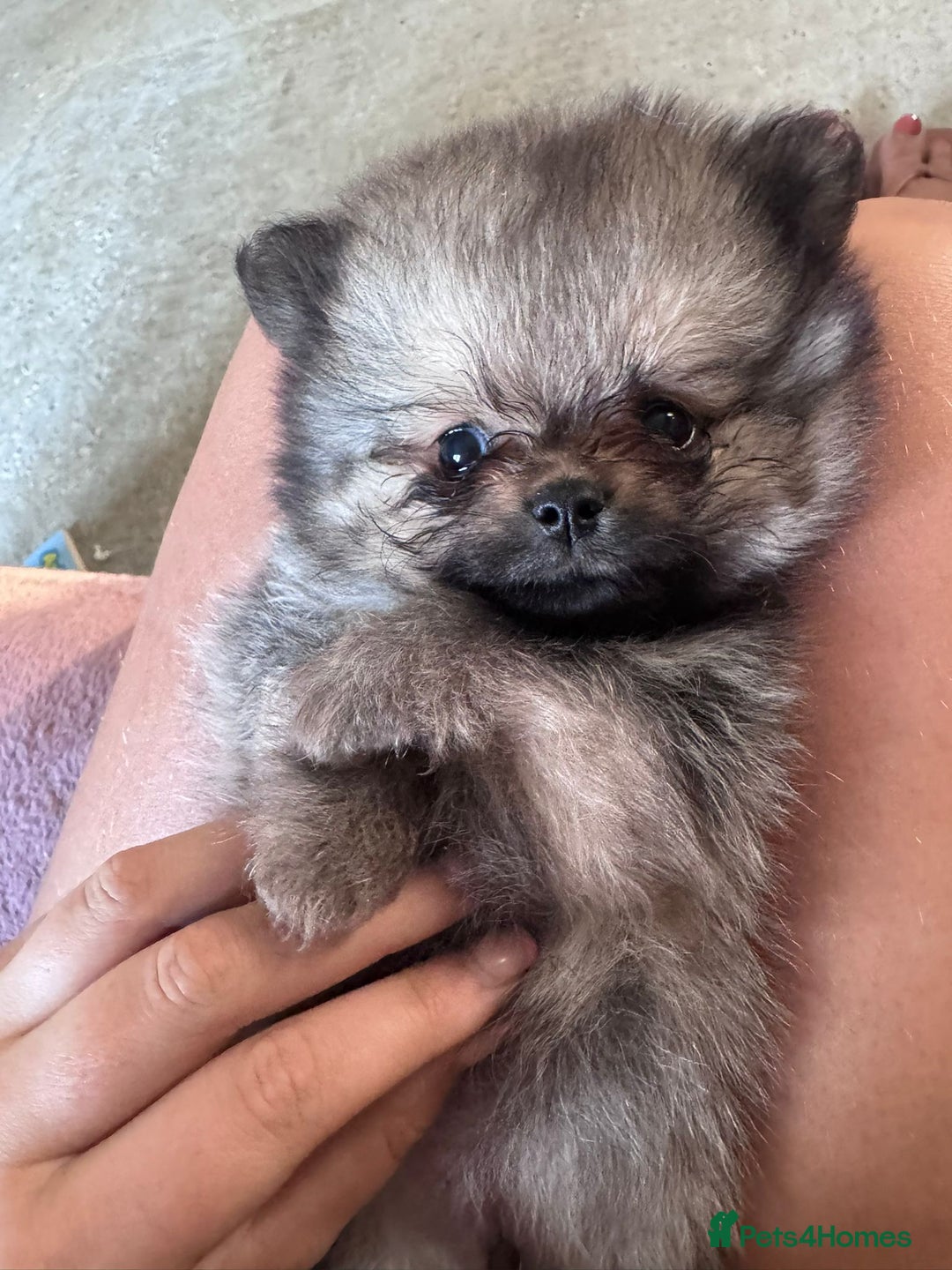 Pomeranian dogs for sale: TINY RUSSIAN / KOREAN TOY POMERANIANS READY NOW - Image 8
