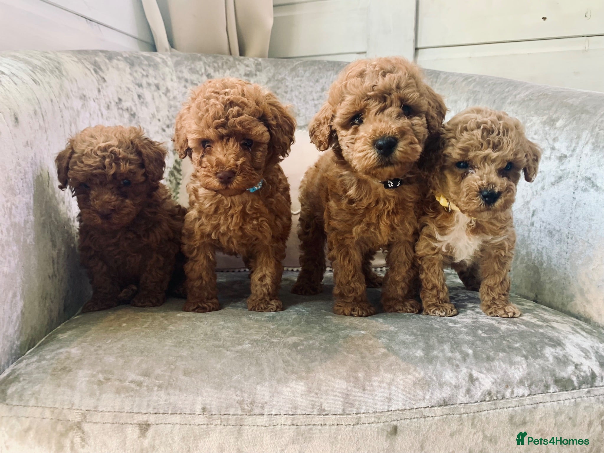 Toy Poodle dogs 🐩Fully vaccinated Toy Poodle. 🐩 - Advert 1