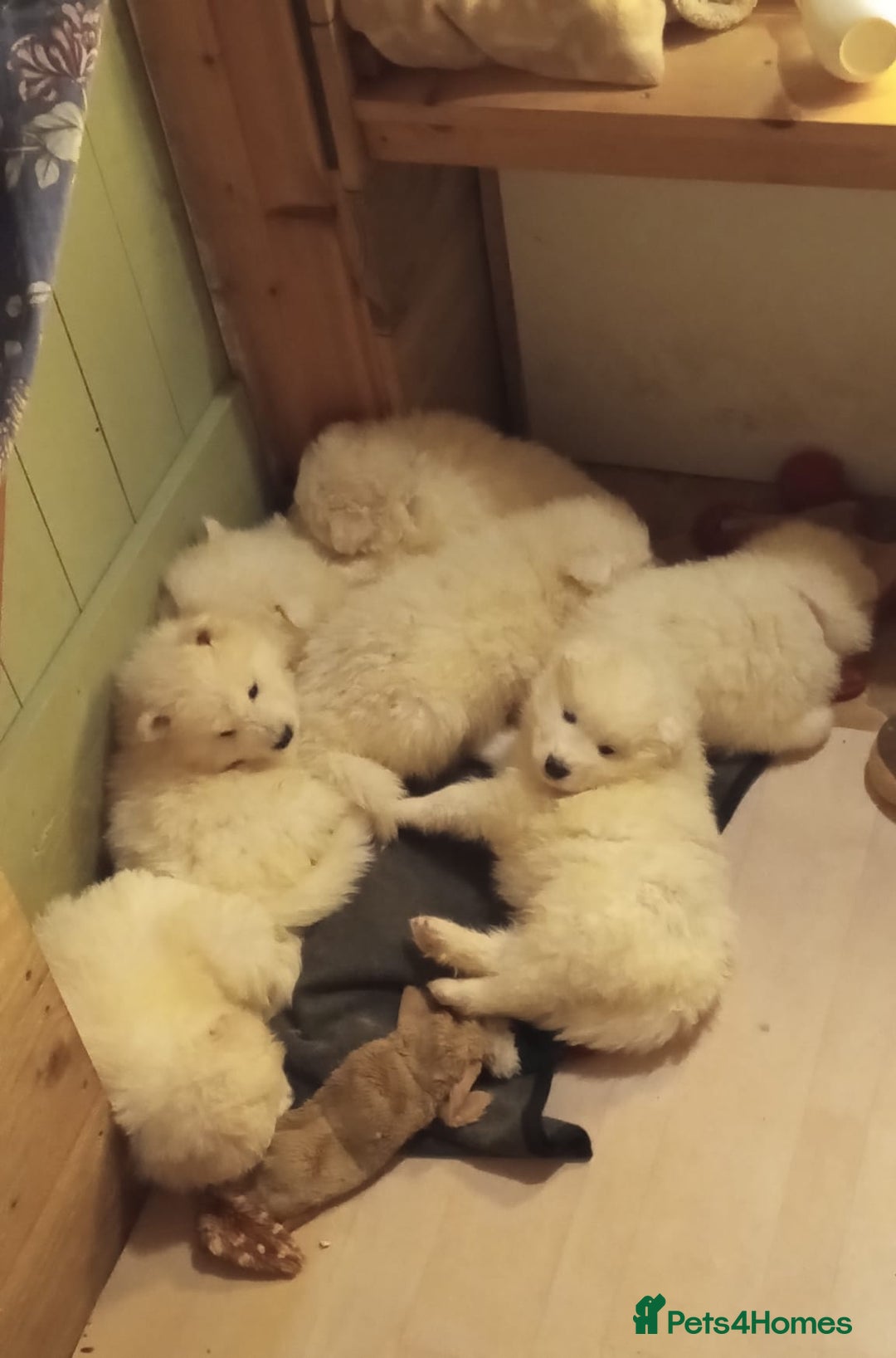 Samoyed dogs for sale: Adorable Samoyed Puppies  - Advert 4