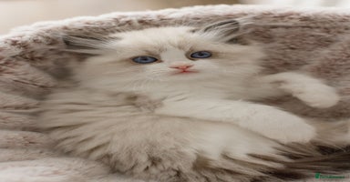 Ragdoll cats Bicolour and Lynx Ragdoll kittens 🩵 - Advert 5