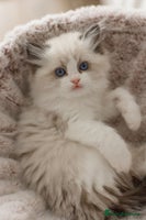 Ragdoll cats Bicolour and Lynx Ragdoll kittens 🩵 - Advert 5