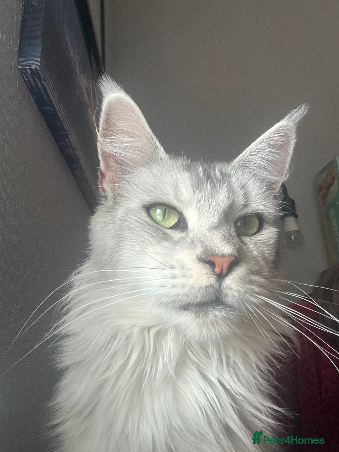 Maine Coon cats for sale: Registered russian pedigree silver maine coon girl - Advert 4