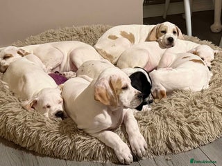 Pointer dogs Beautiful litter of Top Quality Pointer Puppies - Advert 3