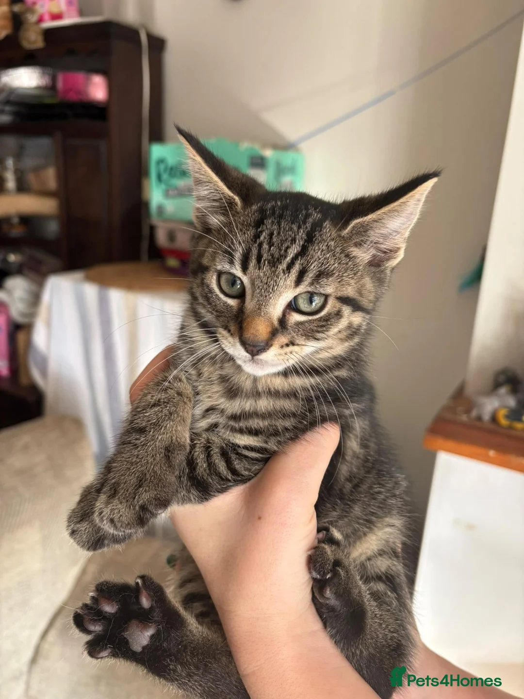 Mixed Breed cats for sale: Male kittens  - Advert 2