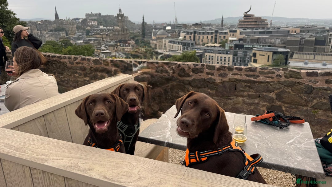 Labrador Retriever dogs for sale: Puppies due between 6-13 February  - Advert 8