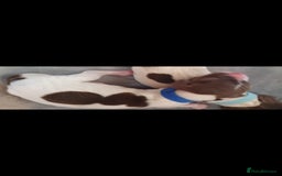 English Springer Spaniel dogs for sale: KC-ESS PUPPIES - DNA Health tested   - Image 20